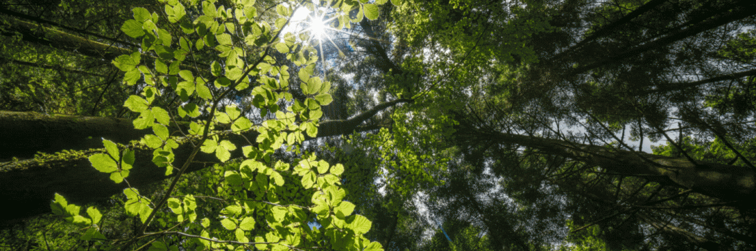 EUDR: facciamo il punto