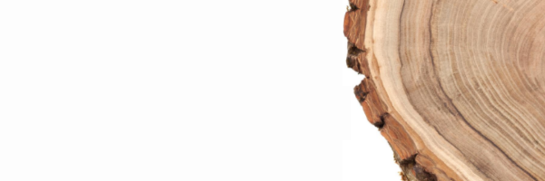 Il legno per un'Italia più sostenibile e più sicura