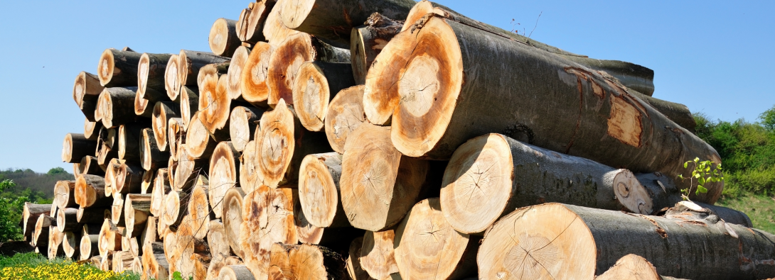 EUDR: Commissione propone semplificazione mirata del Regolamento