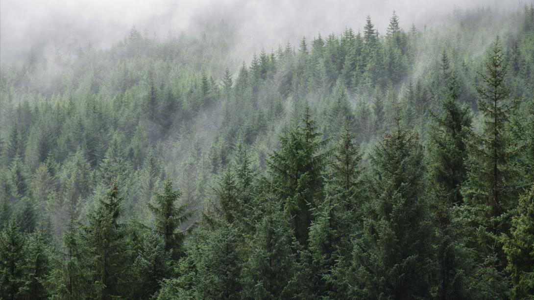 A che punto siamo con le foreste in Italia?