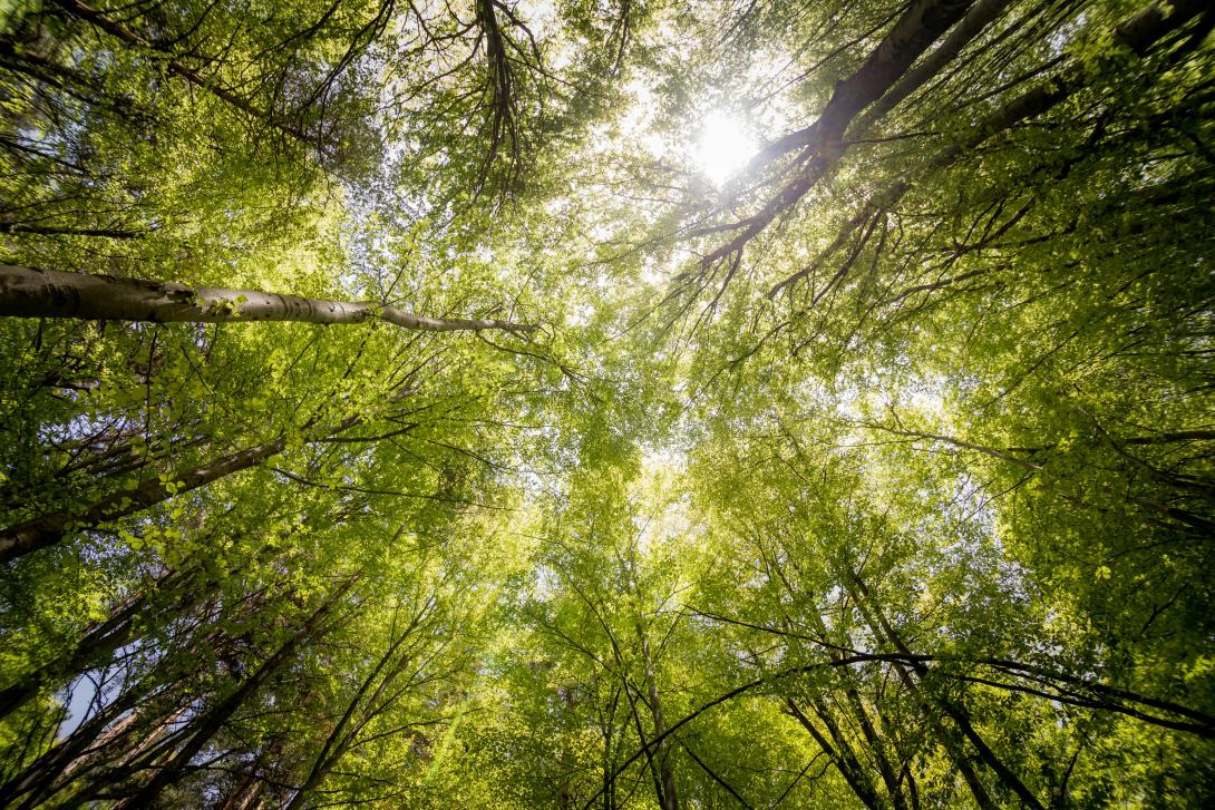 FederlegnoArredo presenta il Bilancio di Sostenibilità 2024