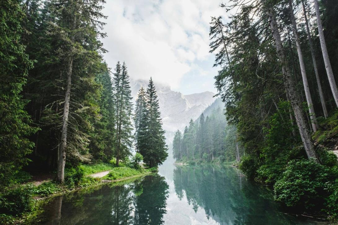 Che cosa sono i servizi ecosistemici forestali?