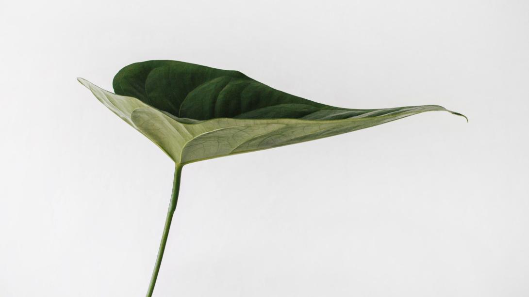 La sostenibilità ambientale nella design economy