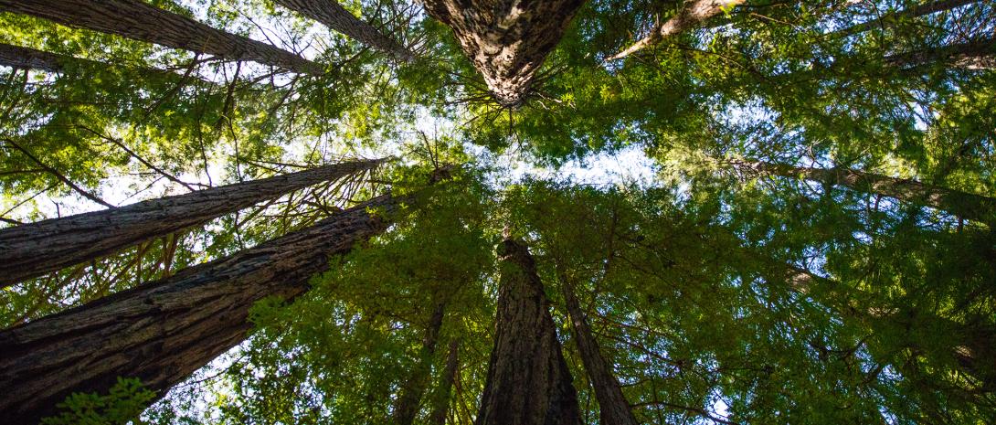 EUDR: sì dell'Eurocamera alle modifiche